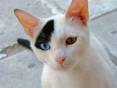 odd eyed cat flickr photo sharing