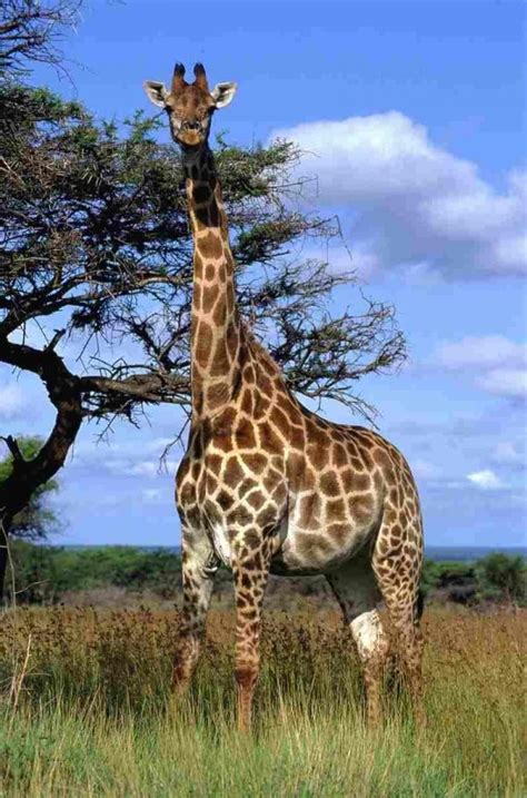 7 Interesting And Fun Facts About Giraffes