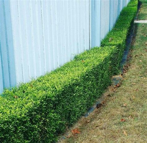 Pin On Hedges