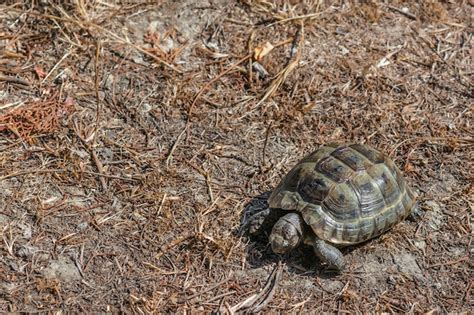 Premium Photo Steppe Mediterranean Turtle On Grass