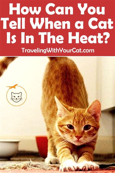 How Can You Tell When A Cat Is In The Heat Cat In Heat Cats Cat Lady