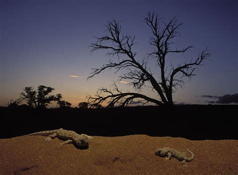 Nigel Dennis Wildlife Photography African Reptiles