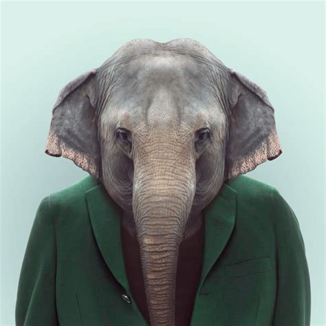 38 Animal Portrait Photography Incredible Snaps