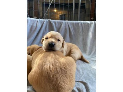 Copperhead creek goldens | find more breeders in texas. 4 beautiful yellow lab puppies for sale in Rapid City ...
