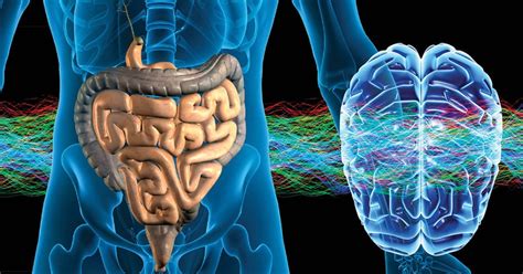 Stress The Gut Microbiota And Intestinal Barrier Function
