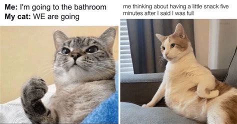 22 purrfect feline friday memes to take with you to the friday after work dinner i can has