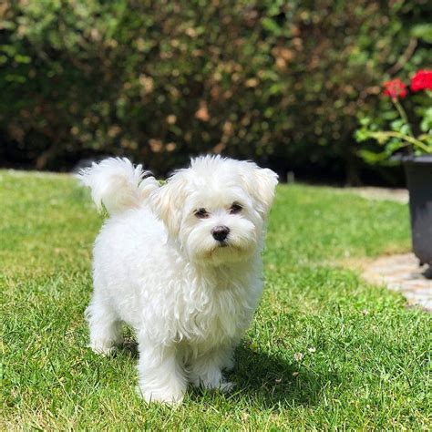 Les 5 Races De Petits Chiens Les Plus Mignonnes Du Monde Coeur Coeur