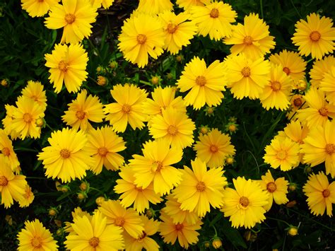 Coreopsis blooms throughout summer if spent blooms are removed. Does Coreopsis Need Deadheading: How To Deadhead Coreopsis ...