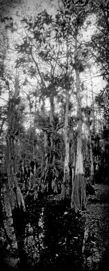 Cypress Trees Pinhole 10 Photograph By Rudy Umans
