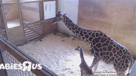 Live Giraffe Cam April The Giraffe Has Given Birth To New Calf Abc30 Fresno