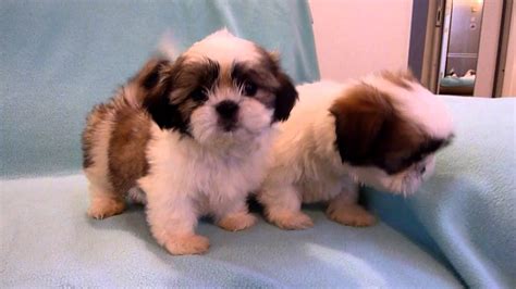 De Vanzare Pui De Shih Tzu De Vanzare Catei Shih Tzu Youtube