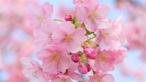 Pink Flowers Of Cherry Blossom