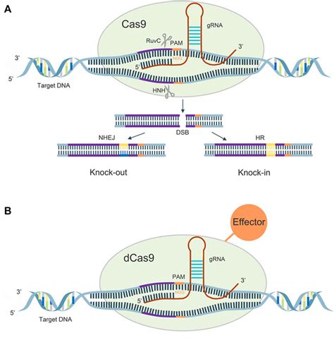 Frontiers Application And Prospect Of Crisprcas9 Technology In