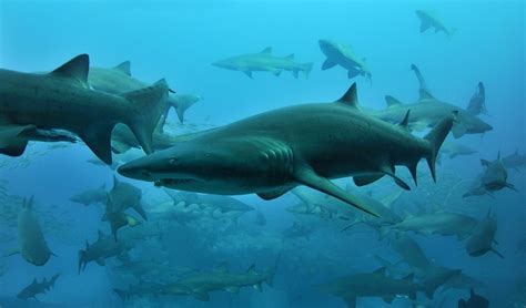 Gallery Protecting The Grey Nurse Shark Australian Geographic