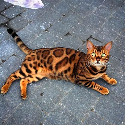 13 Beaux Chats Qui Ressemblent à Des Tigres Dans Newsweekly Lima