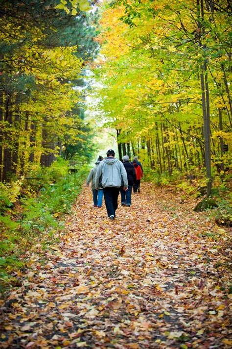 Group Of People Walking Away On A Leaf Covered Path In The Woods
