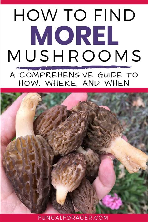 How To Find Morel Mushrooms In Idaho And Beyond A Comprehensive