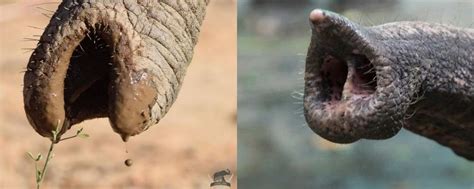 African Vs Asian Elephants The 10 Physical Differences ️