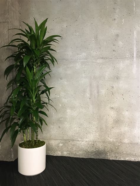 Office Greenery The Best Plants For Offices With No Sun — La Résidence
