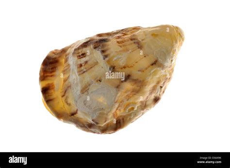 la ostra del pacífico ostra japonesa miyagi ostra crassostrea gigas nativo de la costa del