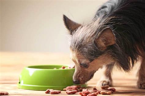We did not find results for: What is the Best Tasting Dog Food for Picky Dogs ...