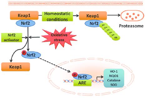 Schematic Presentation Of Nf E2 Related Factor 2 Nrf2 Antioxidant
