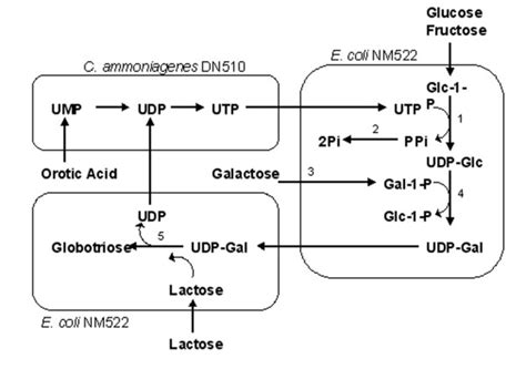 Metabolic Pathway For Udp Galactose Synthesis Using Galactokinase And