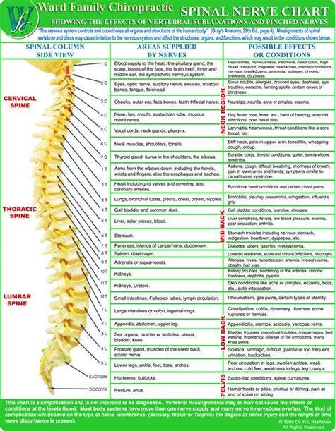 cervical spinal nerve chart