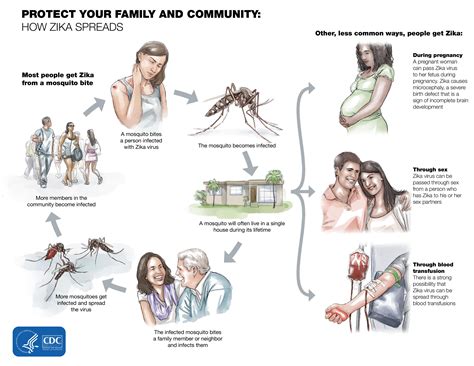 Zika Virus Infection Pathophysiology Wikidoc