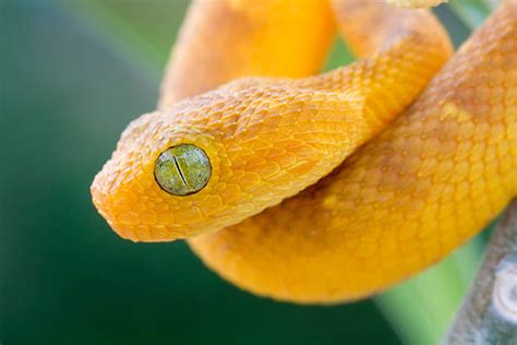 Royalty Free Pit Viper Pictures Images And Stock Photos Istock
