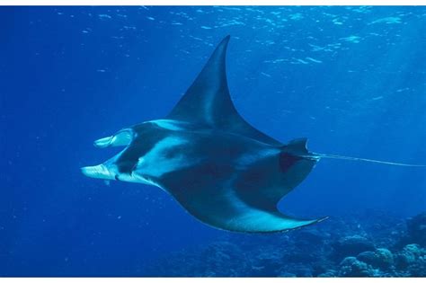 12 Amazing Facts About Manta Rays You Might Not Know Discover Wildlife