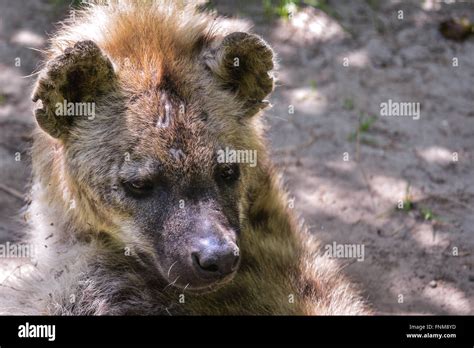 Hyena Lying On Ground Stock Photo Alamy