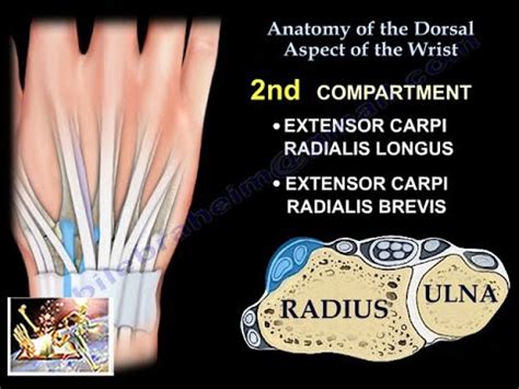 Anatomy Of The Dorsal Aspect Of The Wrist Everything You Need To Know Dr Nabil Ebraheim