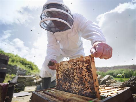 Step By Step Guide For Inspecting A Honey Bee Hive