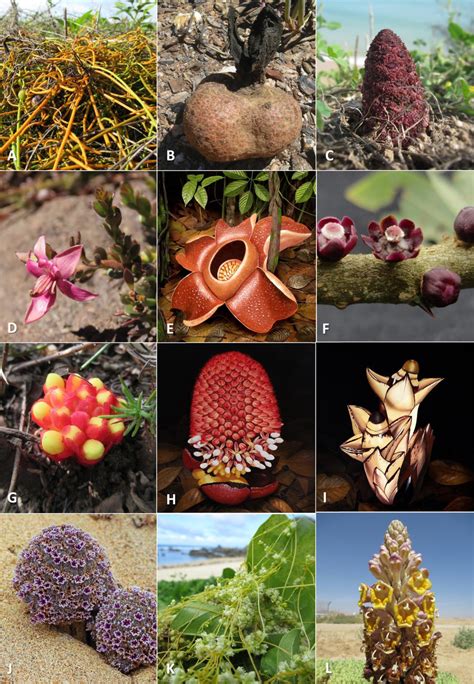 Representatives Of Each Of The Parasitic Plant Lineages For Details Of