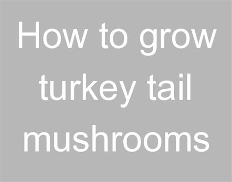 how to grow turkey tail mushrooms rainbow run farm