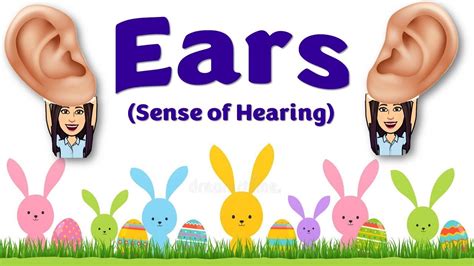 Ears The Sense Of Hearing Kindergarten Science