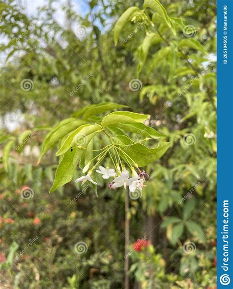 White Wrightia Religiosa Flower In Nature Garden Stock Image Image Of