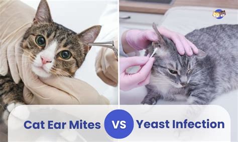 Cat Ear Mites Vs Yeast Infections How To Treat