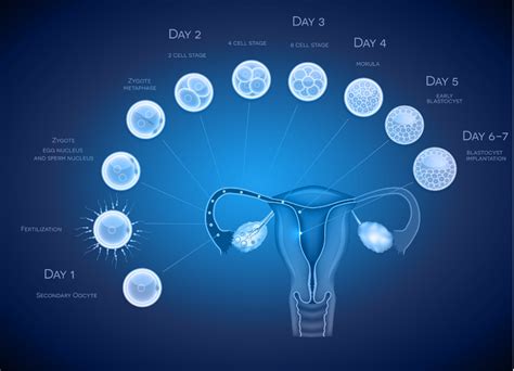 Day 3 Vs Day 5 Embryo Transfer