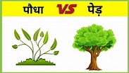 पेड़ और पौधे में अंतर।Difference in tree and plant| Ajay Singh| Tree vs ...