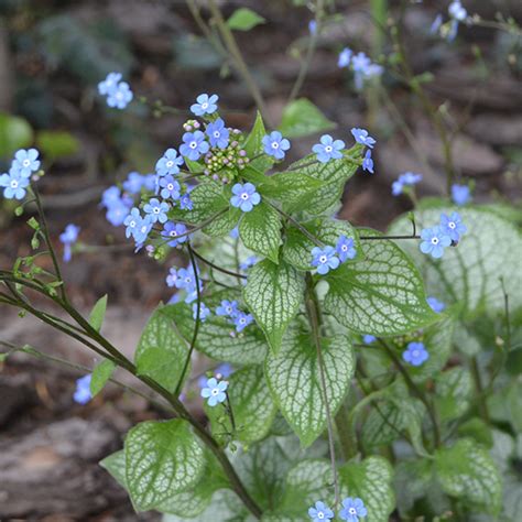 Brunnera Silver Heart Slovensketrvalkysk Slovensketrvalkysk