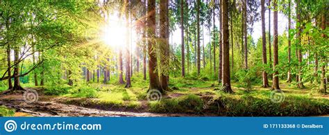 Forest With Bright Sun Shining Through The Trees Stock Photo Image Of