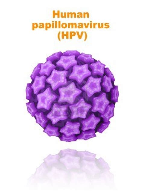 Humani Papiloma Virus Klinika Papić