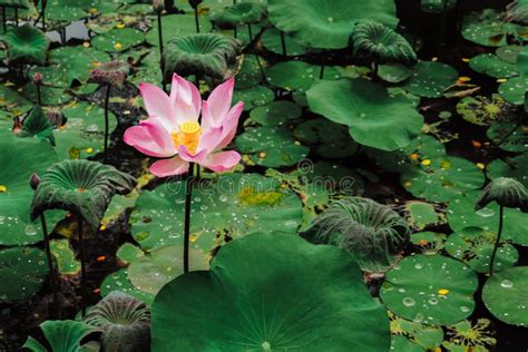 Sacred Lotus Flower In Lake Nelumbo Nucifera Stock Image Image Of