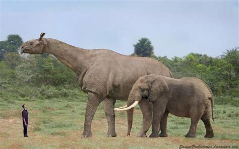 Size Comparison Between The Largest Mammal Ever To Live