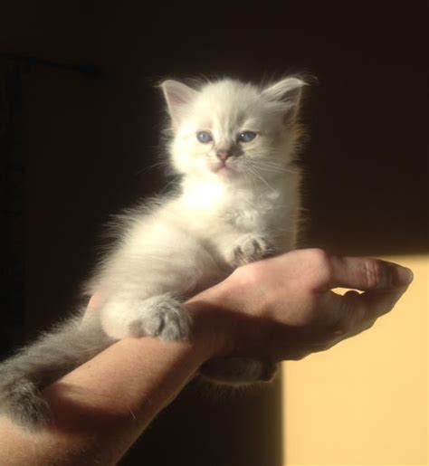Himalayans or himmies are compliant but perceptive. Munchkin himalayan kittens for sale