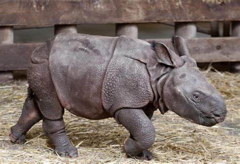 Nace En Miami Primer Rinoceronte Indio Por Ovulación Inducida E