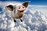 That Time a Flying Pig Grounded Every Plane at London's Heathrow Airport