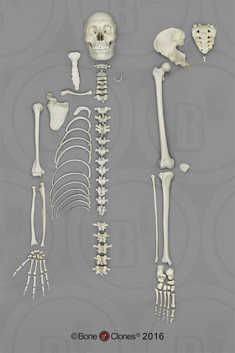 Human Male Asian Half Skeleton Bone Clones Inc